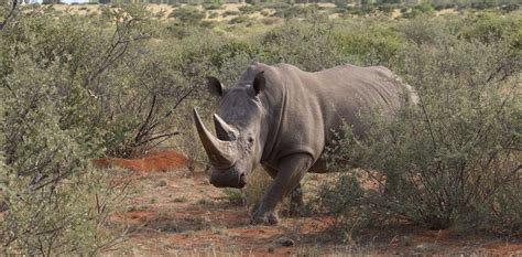 How legal hunting supports African rhino conservation