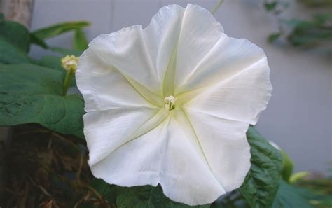 Moonflowers: A Night-Blooming Classic for the Modern Landscape | Better ...