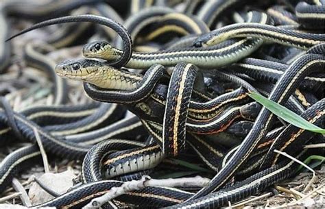 10 Weird Facts About Snakes You Probably Don't Know