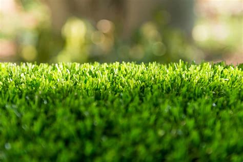 Benefits of Turf Grass | Senske Services