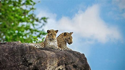 Wildlife photography tour Sri Lanka | Wildlife Tour Packages