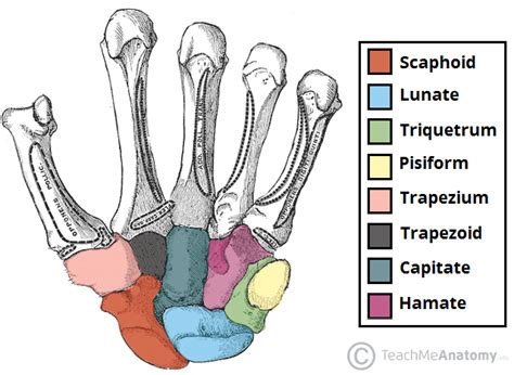 Bones of the Hand - Carpals - Metacarpals - Phalanges - TeachMeAnatomy