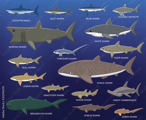 Big Shark Size Comparison Cartoon Vector Illustration Stock Vector ...