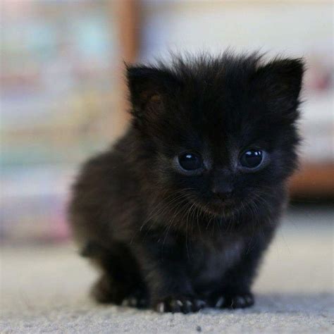 cute black kittens - Kittens Photo (41556715) - Fanpop