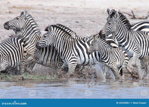 Black and White Zebra Herd Running from Water Stock Image - Image of ...