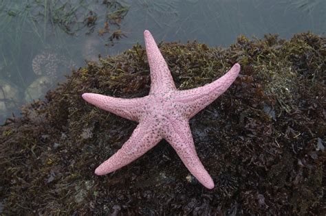 Giant Pink Sea Star (Duxbury Reef Intertidal Guide) · iNaturalist