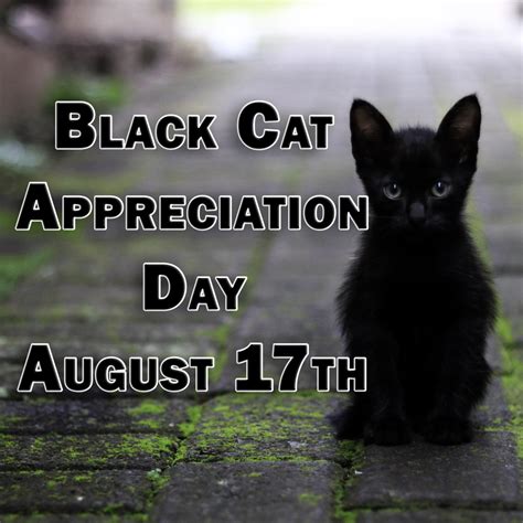 Why You Should Celebrate Black Cat Appreciation Day on August 17th ...