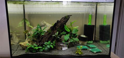 Beginner's Guide: Starting a Freshwater Aquarium like a Pro - Aquariuman