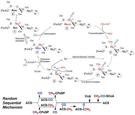 Organometallic mechanism of acetyl-CoA synthesis. All steps are ...