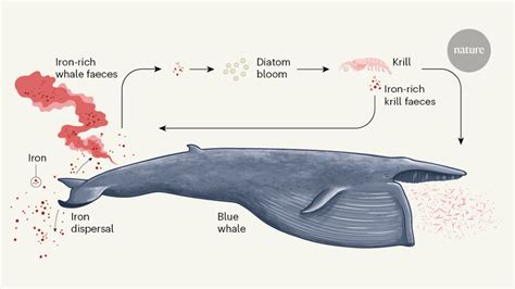 Blue Whales Eating Krill