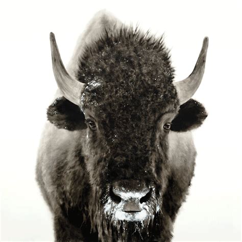 Snowy Bison - Craft Art Prints