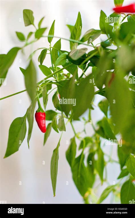 Red chili plant growing indoors Stock Photo - Alamy