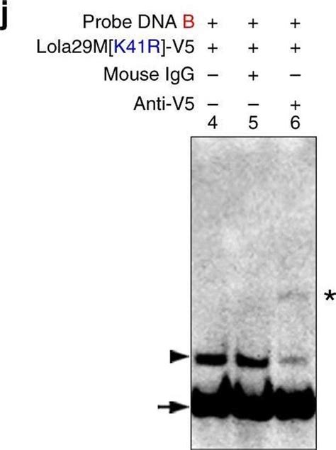 Mouse IgG Isotype Control (10400C)