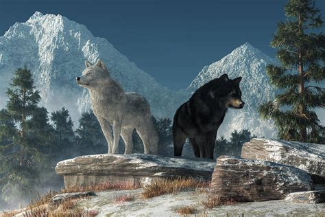 White Wolf, Black Wolf Digital Art by Daniel Eskridge - Pixels