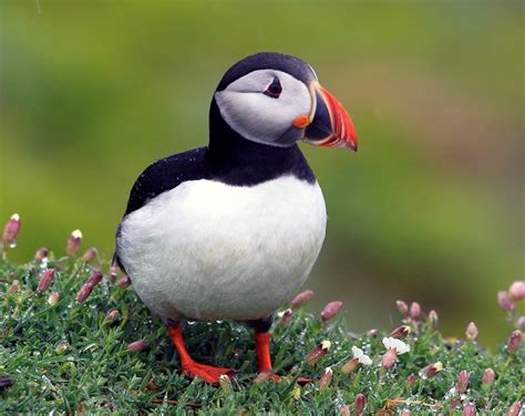 Atlantic Puffin (Common Puffin) Facts, Diet, Life Cycle, Baby, Pictures