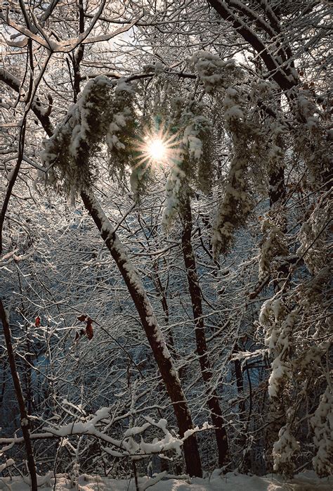 Snowy Sunrise in the Forest on Behance