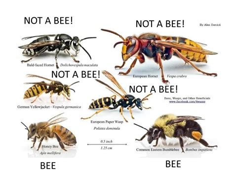 bees vs wasps identification MEMES