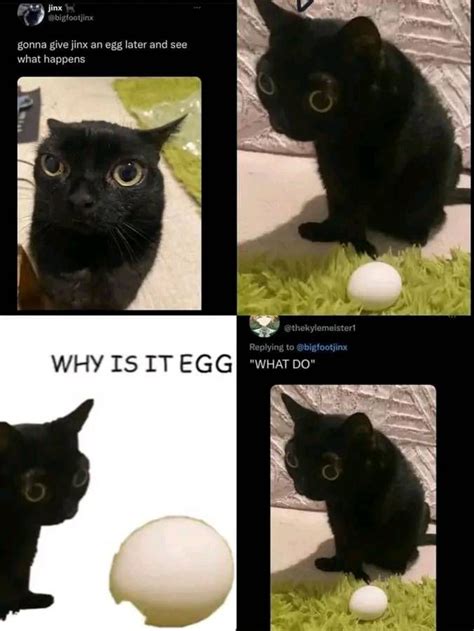 why is egg? | Cute funny animals, Silly animals, Cat memes