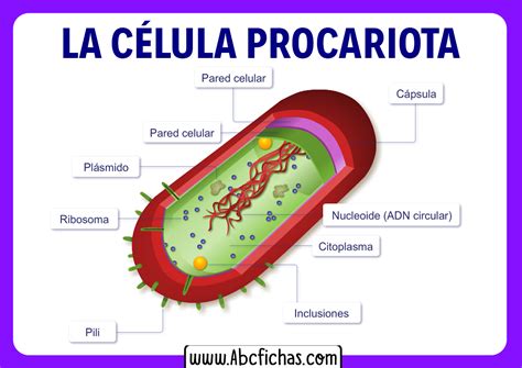 Mínimo Aplicando puenting anatomia de la celula procariota Artificial ...