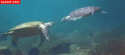 Tortugas marinas gif - Imagui