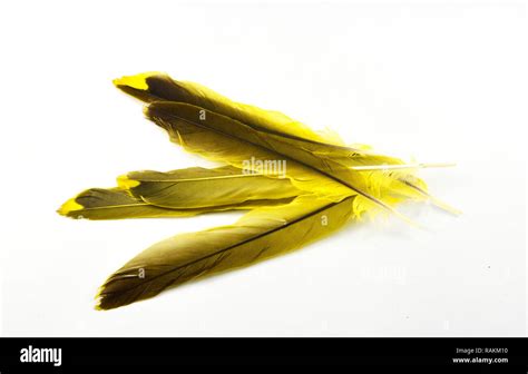 Feather isolated / pile of real feather yellow and black from nature ...