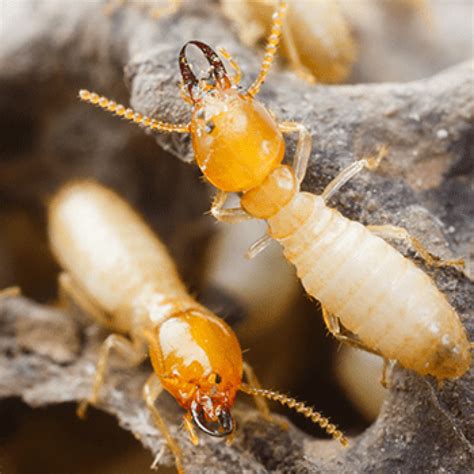 Pest Infestation: A Nuisance For Homeowners | Daystar Properties