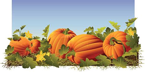 Pumpkin Patch Clip Art, Vector Images & Illustrations - iStock