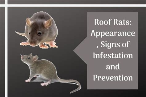 Roof Rats: Appearance, Signs of Infestation and Prevention | Roof rats ...