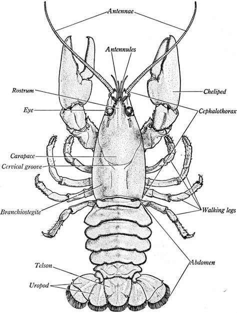 Crayfish Diagram Body Parts - Wiring Diagram Pictures