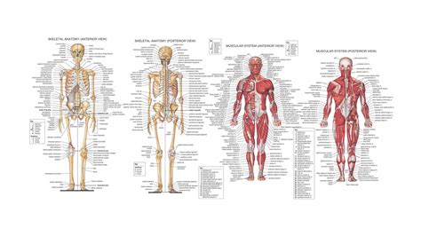 human anatomy back view organs - ModernHeal.com