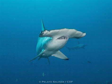 Pregnant Scalloped Hammerhead Shark Shows Incredible Stamina by Logging ...