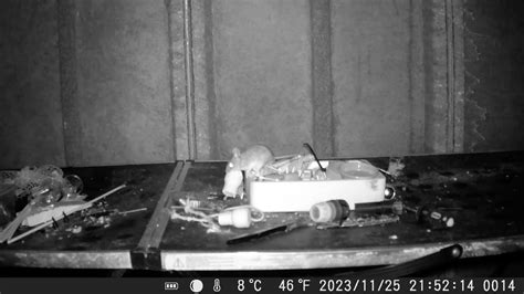 'Welsh Tidy Mouse' caught on camera cleaning shed nightly