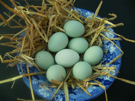 Ameraucana Chicken Eggs