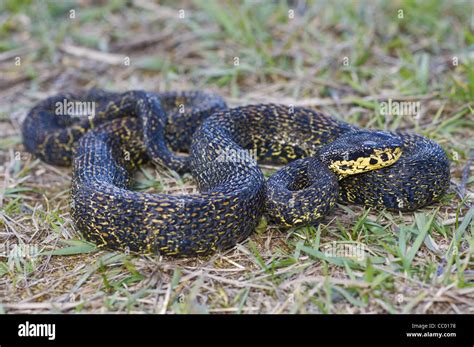 RED SPOTTED PIT VIPER. Trimeresurus jerdonii. Venomous. Jerdon's viper ...