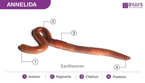 Phylum Annelida- Characteristics And Classification