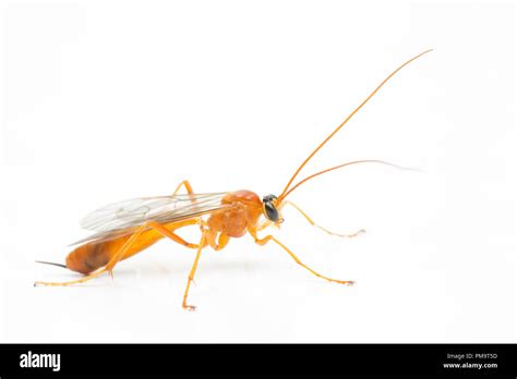 Ichneumon fly UK Stock Photo - Alamy