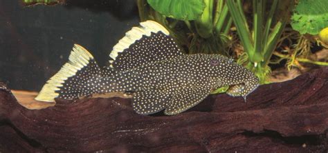 Gold Nugget Plecos: Treasure from the Xingu | TFH Magazine