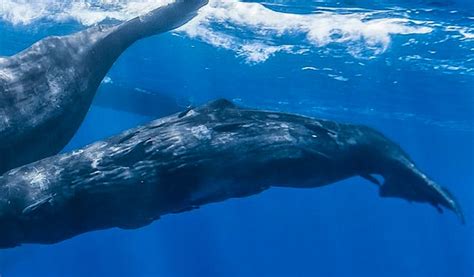 Whale Conservation Volunteer | Conservation Projects 2022 | Volunteer World