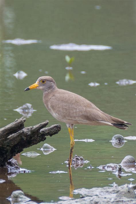 Grey-headed Lapwing – Birds of Singapore