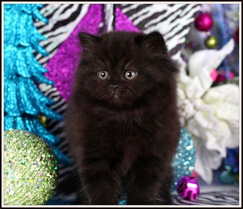 Black Persian Kittens | Black Persian Cats | Doll Face Persian Kittens