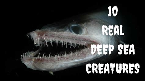 10 EXTREMELY SCARY DEEP SEA CREATURES (REAL) - YouTube