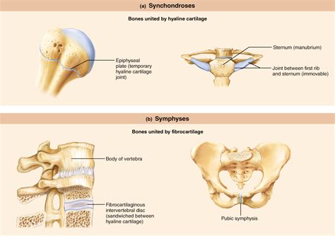 Cartilaginous Joints