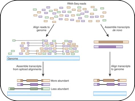 Read mapping or alignment | Functional genomics II