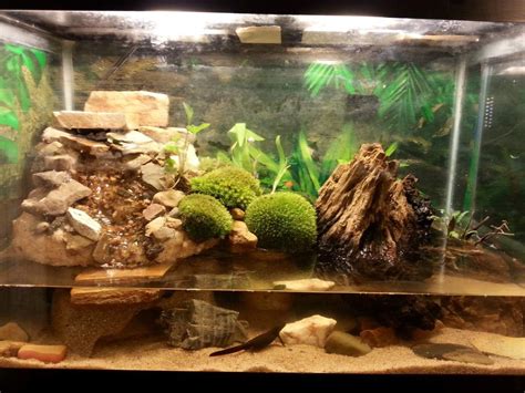 newt tank - Google Search | Reptiles