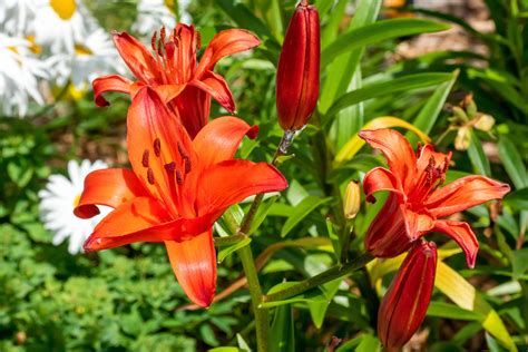 11 Types of Orange Lilies - A-Z Animals