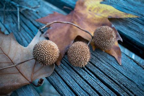 Collecting and Preparing a Sycamore Seed for Planting