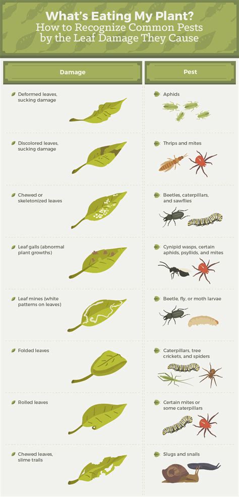 How To Get Rid Of Bugs Eating My Vegetable Garden - Garden Likes