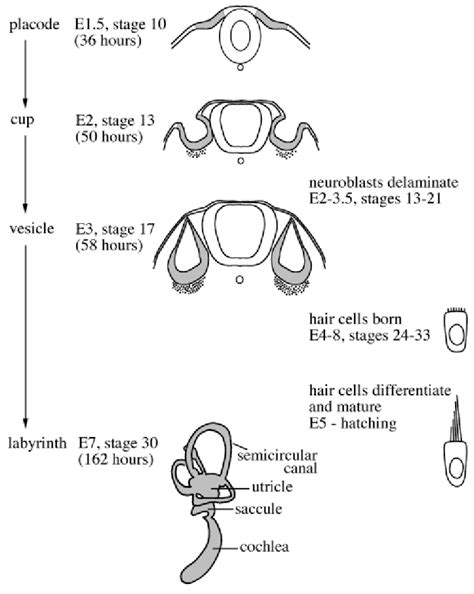 Timetable of inner ear development in the chick. | Download Scientific ...