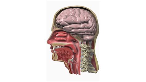 Mengenal Deretan Fungsi Faring pada Tubuh Manusia - KlikDokter