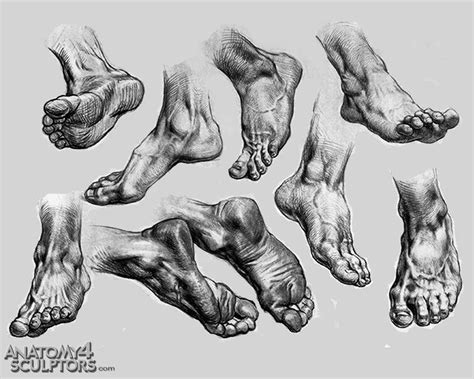 Anatomy Feet Drawing - Drawing.rjuuc.edu.np